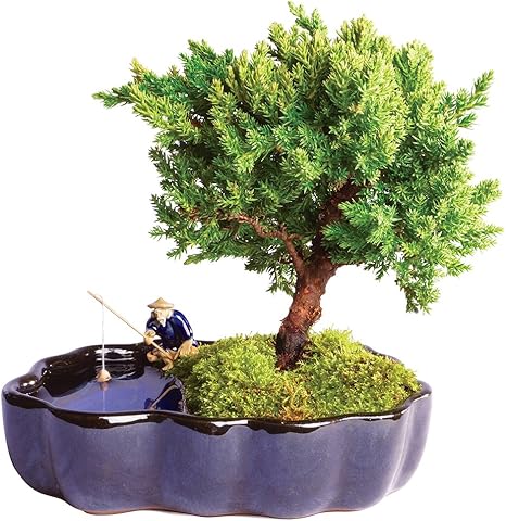 Amazon Com Brussel S Live Green Mound Juniper Outdoor Bonsai Tree In Zen Reflections Pot 3 Years Old 6 To 8 Tall Not Sold In California Garden Outdoor