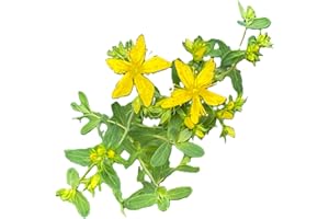 St. John’s Wort 200 Seeds
