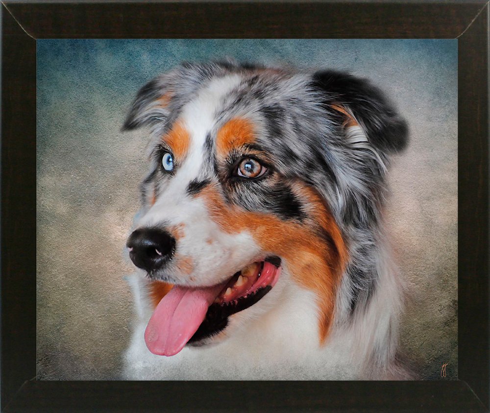 Frame Usa Blue Merle Australian Shepherd Portrait Jaijoh139686