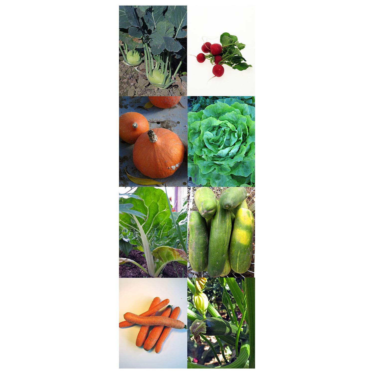 Magic Garden Seeds Hortalizas orgánicas - Kit Regalo de Semillas ...