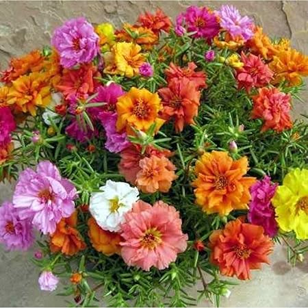 Seedscare Portuluca Flower Seeds Pack, Best for pots and Landscaping 100 Seeds Pack, Summer Season
