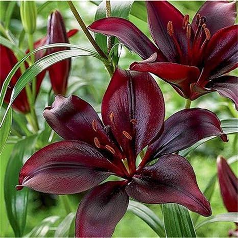 Amazon 4種類のユリの花 春の園芸植物 ハーブ ワンダフルガーデンレア 装飾屋外庭園香り 2球根 3 花