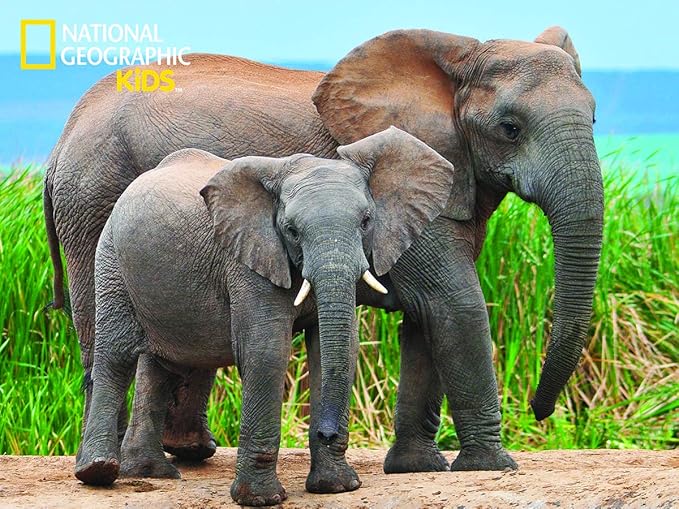 Prime 3D National Geographic Elephent 100 Pieces Puzzle (31x23 cm)