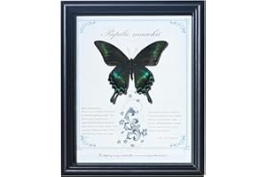 VIVOPTERA Taxidermy Butterfly Framed 9x11 Inch Specimen | Real Butterfly Wall Art | Science Class Decor | Ideal Gift for Your/Wife/Daughter | Mother's Day Birthday Gift