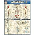 Anatomy 2 - Reference Guide (8.5 x 11): a QuickStudy Laminated Reference Guide