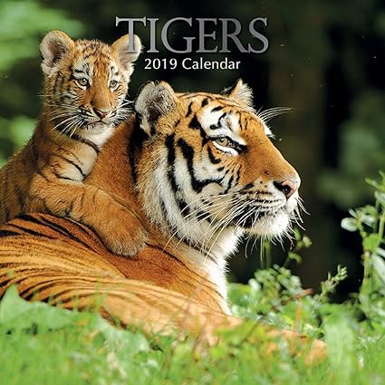 2019 Tigers 30 X 30 Cm Calendario Da Parete In Inglese