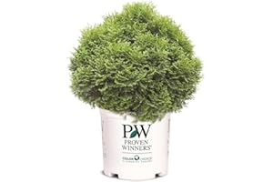 2 Gallon Proven Winners Tater Tot Arborvitae Evergreen Shrub