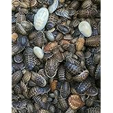 Dubia Roaches 200 Large