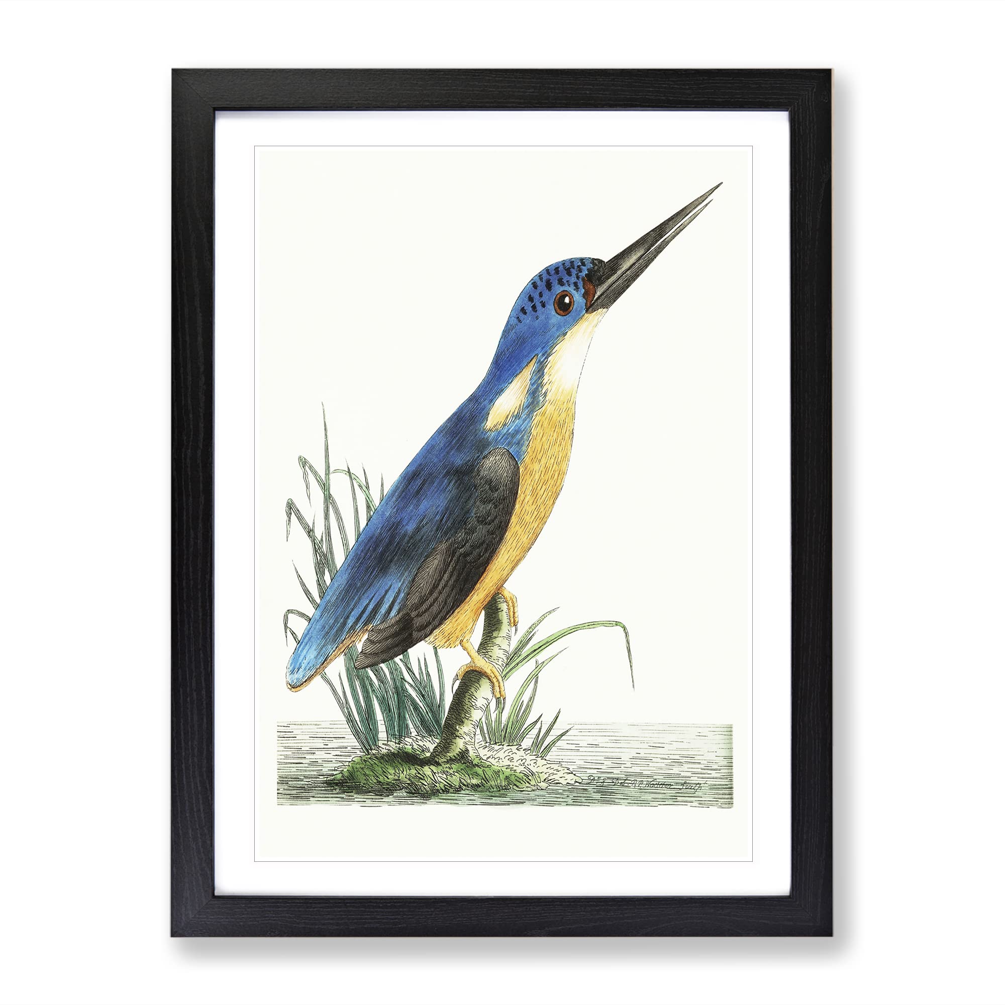Tridigitated Kingfisher By George Shaw Vintage Framed Wall Art Print, Ready to Hang Picture for Living Room Bedroom Home Office Décor, Black A4 (34 x 25 cm)