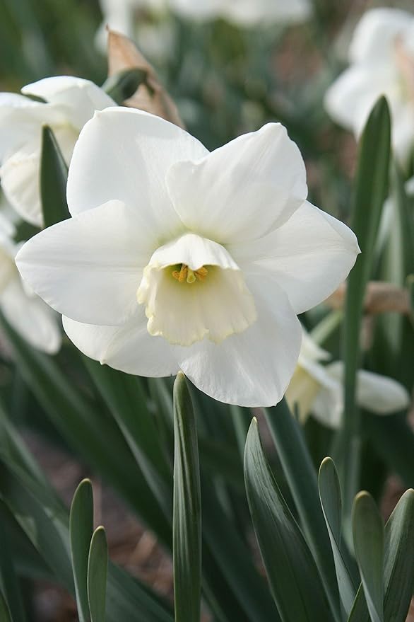 Amazon はなみどり スイセン ミスティグレン 球根 6球 球根サイズミックス ホワイト 球根