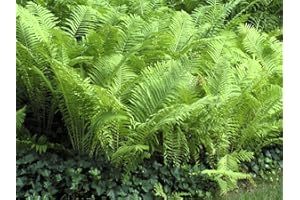 Greenwood Nursery: Live Perennial Plants - Ostrich Fern + Matteuccia Struthiopteris - [Qty: 3X Pint Pots] - (Click for Other Available Plants/Quantities)