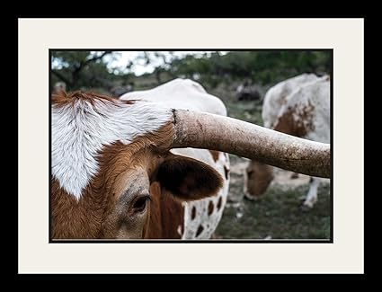 Amazon Com Cow Cattle Pasture Farm Bull Animal Poster Framed