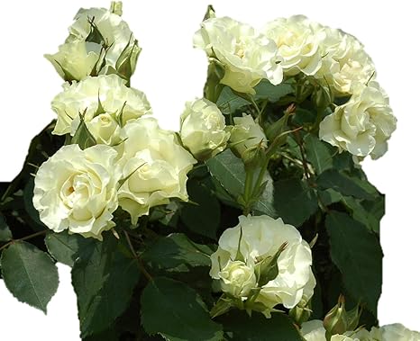 Amazon Co Jp バラ苗 緑光 りょっこう 国産大苗6号スリット鉢 フロリバンダ Fl 四季咲き中輪 白系 ホーム キッチン