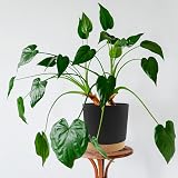 QCQHDU Plant Pot 16.5cm 2 Pack Indoor Outdoor with Drainage Holes & Tray Dark view 5