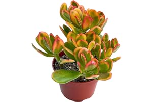 Jade Plant 4" Crassulla Ovata Hummel's Sunset Succulent Plants Live, Easy to Grow Hard to Kill Houseplant by The Succulent Cult