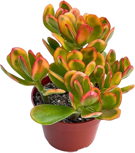 Amazon.com : VARIEGATED JADE PLANT(CRASSULA ARGENTEA 'VARIEGATED') 2 1/4"  SUCCULENT POT : Patio, Lawn & Garden