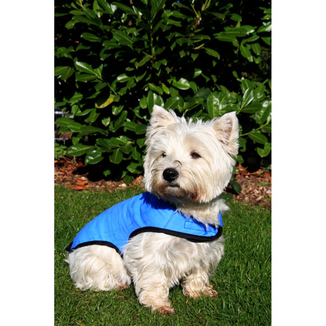 Prestige Cool Coat for Dogs, S, Blue