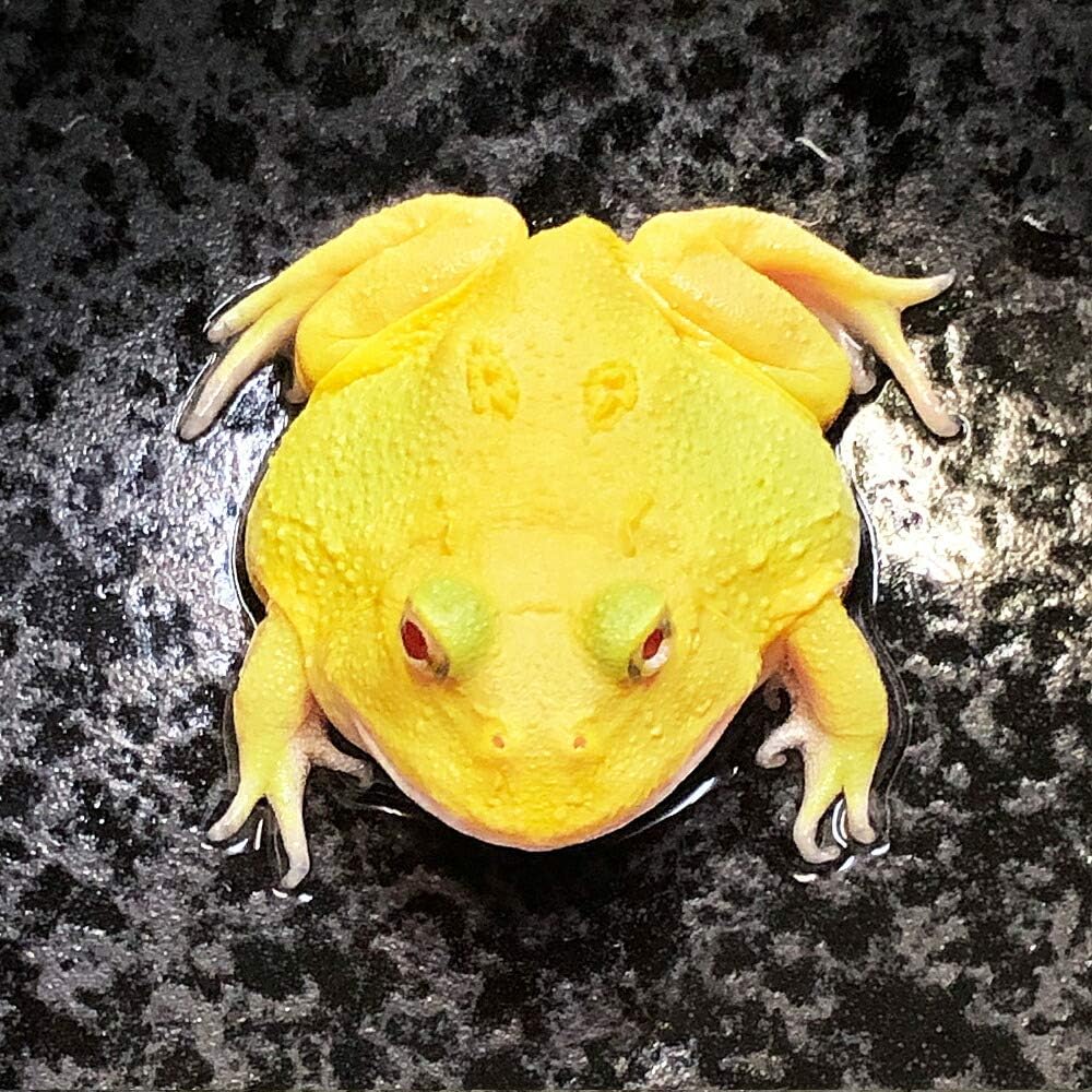 Amazon 生体 両生類 アルビノクランウェルツノガエル スーパーイエロー 約3 5cm 1匹 カエル Emuwai Emuwai 観賞魚 水中生物 通販