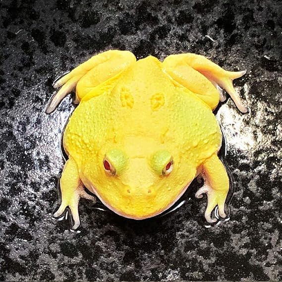 生体 両生類 アルビノクランウェルツノガエル スーパーイエロー 約3 5cm 1匹 カエル Emuwai Emuwai 観賞魚 水中生物 通販 Amazon
