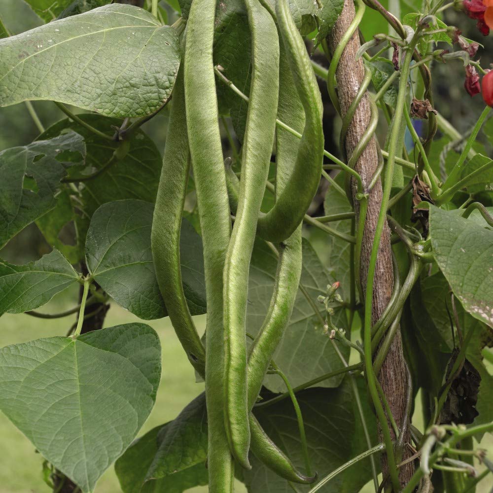 Runner Bean 'Lady Di' Phaseolus coccineus Seeds Half-Hardy Vegetable Garden Plants Annual 1 Packet 40 Seeds by Thompson and Morgan