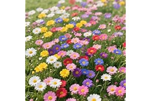 3000+ Mixed Daisy Seeds – Perennial – Non-GMO, Heirloom Flowers for Planting – Easy to Grow, Low Maintenance – Ideal for Gard