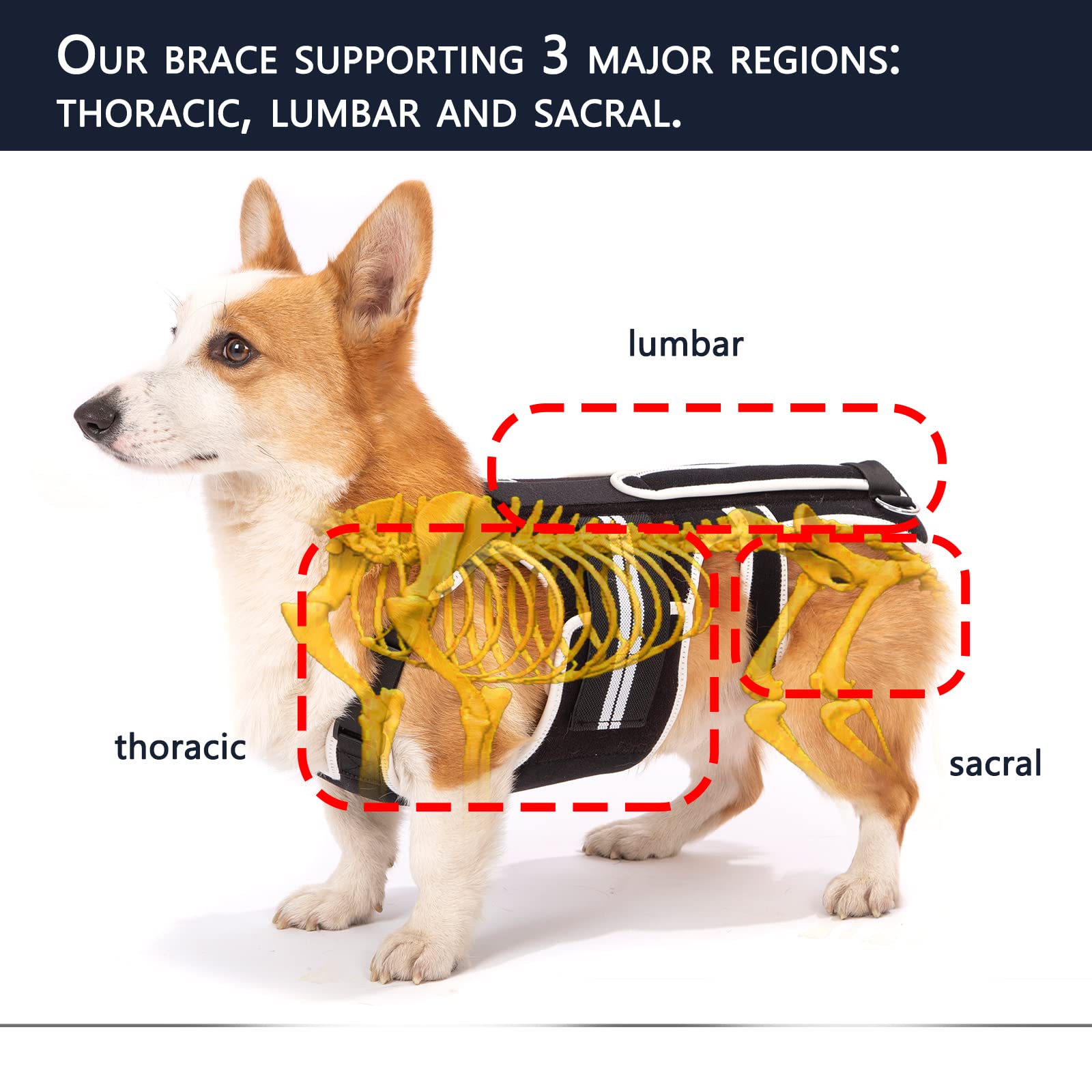 LufeLux Back Brace for Dogs with IVDD, Arthritis, Luxating