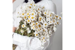 TAVKITE Dried Daisy Flowers Bouquet, 150+ Dry White Flowers, Artificial Sunflowers, 17'' Natural Gerber Daisies Arrangements for Farmhouse Vase Decor, Wedding, DIY Home Office Party Decoration