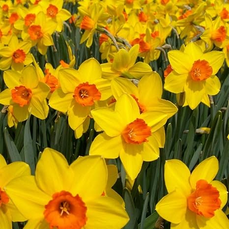 Amazon 繊細で美しい花びら多年草 水仙の球根 観賞用の花 心地よい香りがします を育てる女性の水仙の贈り物 希少植物 水仙はフローラルの香りが強く 2球根 花