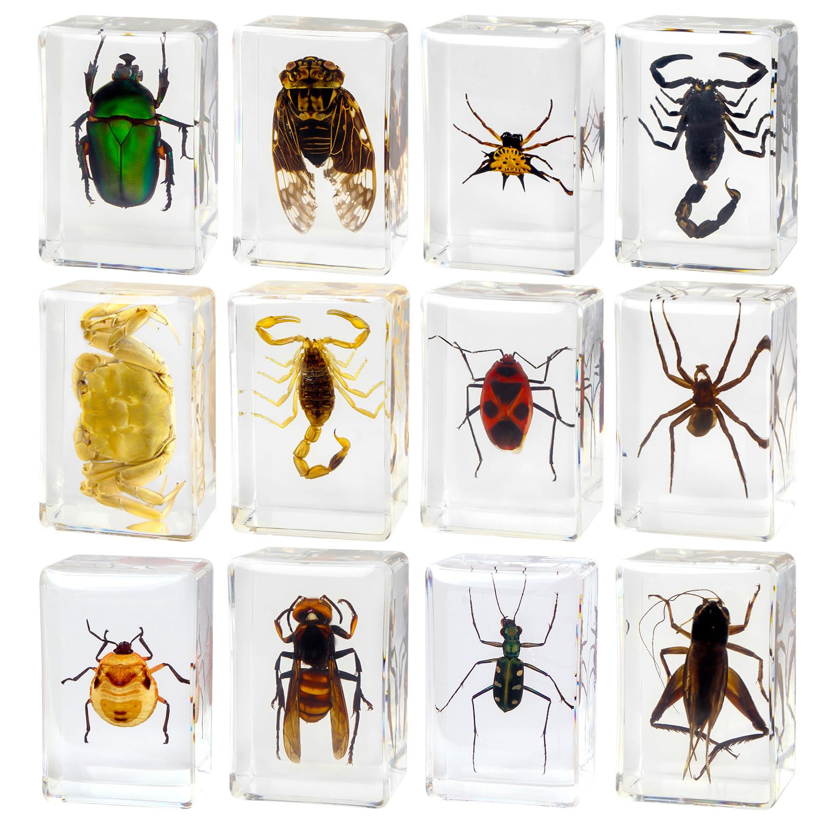 Photo 1 of 12 Pcs Insect Resin Specimen, Real Bugs Kit for Kids Science Toy Biology Education Insect Collection Resin Specimen Gift Home Decoration