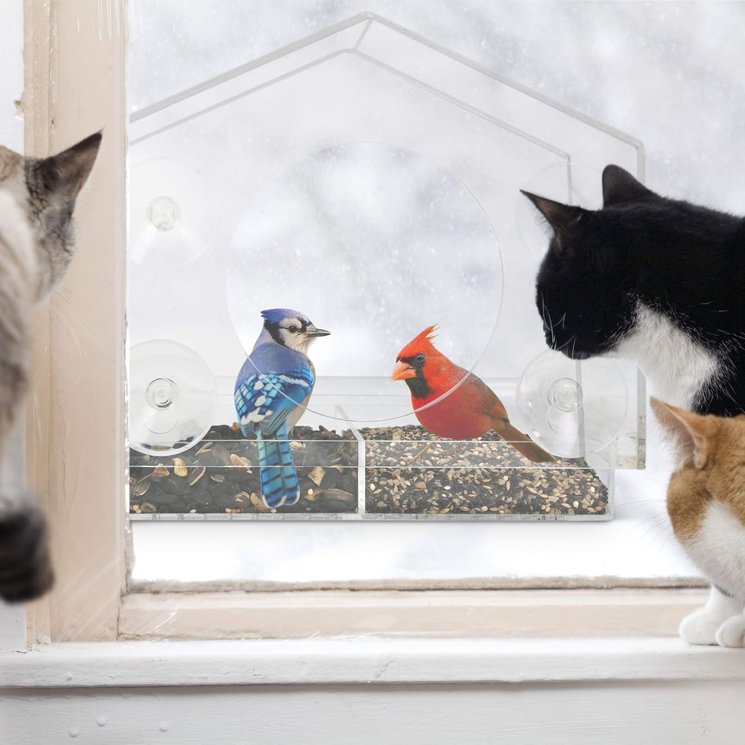 Wild Birds of Joy Bird House Window Bird Feeder with 4 Super Strong Suction Cups & Locking, Sliding Seed Tray, Extra Large, Clear Acrylic, Outdoor Bird Feeders, Outside View of Cardinal and Blue Jay : Garden & Outdoor