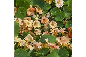 Outsidepride 400 Seeds Annual Nasturtium Salmon Cimbing Vine Flower Seeds for Planting