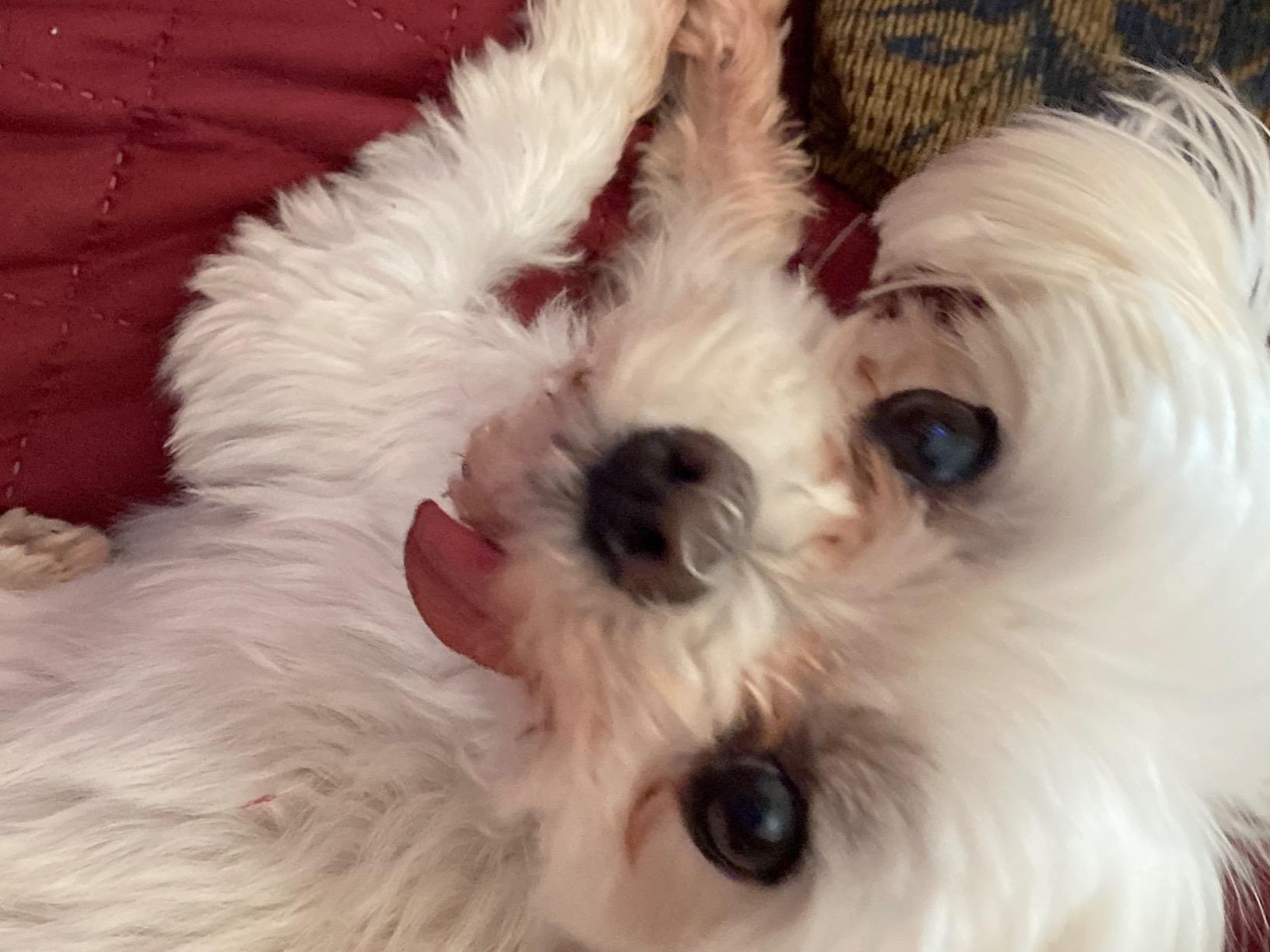 IAMS Proactive Health Minichunks Adult Dry Dog Food with Real Chicken, 30 lb. Bag photo review