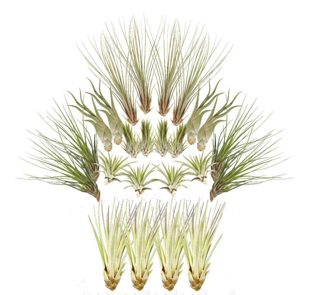AllterraSet of 24 Tillandsias, Air Plants