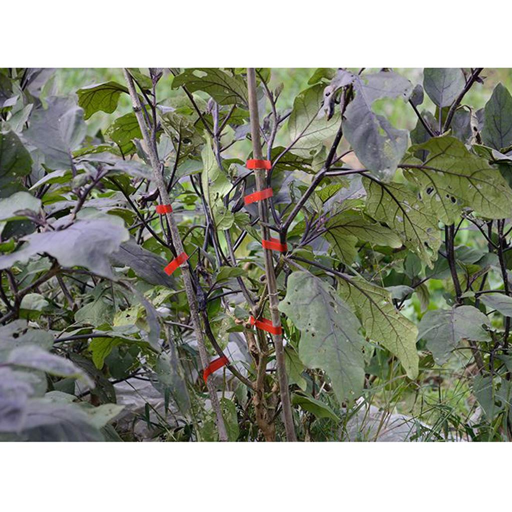 Fenteer cafetera Taper tutores Plantas Herramienta de Nudos ...