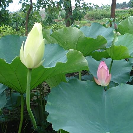 Amazon Com Best Garden Seeds Rare Red White Long Small Nelumbo Nucifera Lotus Flower Bonsai Seeds Professional Pack 1 Seed Pack Very Interesting Garden Outdoor