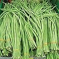 Bean, Yard Long, WHITE Seed, Asparagus Bean, Chinese Long Bean, Garter Bean, Snake Bean, Yardlong, Heirloom, Non GMO Seeds