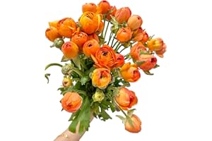 WANGBINYU 19 Orange Buttercup Peonies Flowers Hydroponic Flower Arrangements for Home Decor, Birthday Anniversary Healing Sympathy Friendship and Love Gifts