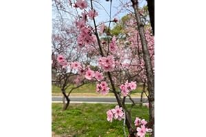 10PCS Cold Hardy Flowering Plum Seeds - Japanese Apricot Prunus Mume for Bonsai, Fragrant Early Spring Blossoms Ornamental Tr