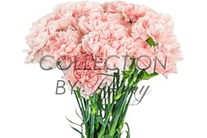 COLLECTION BY TIFFANY Fresh Flowers Carnation for Garland l Floral Arrangement for Any Occasion l Long Lasting l 20 Stems per Bunch(Light Pink)