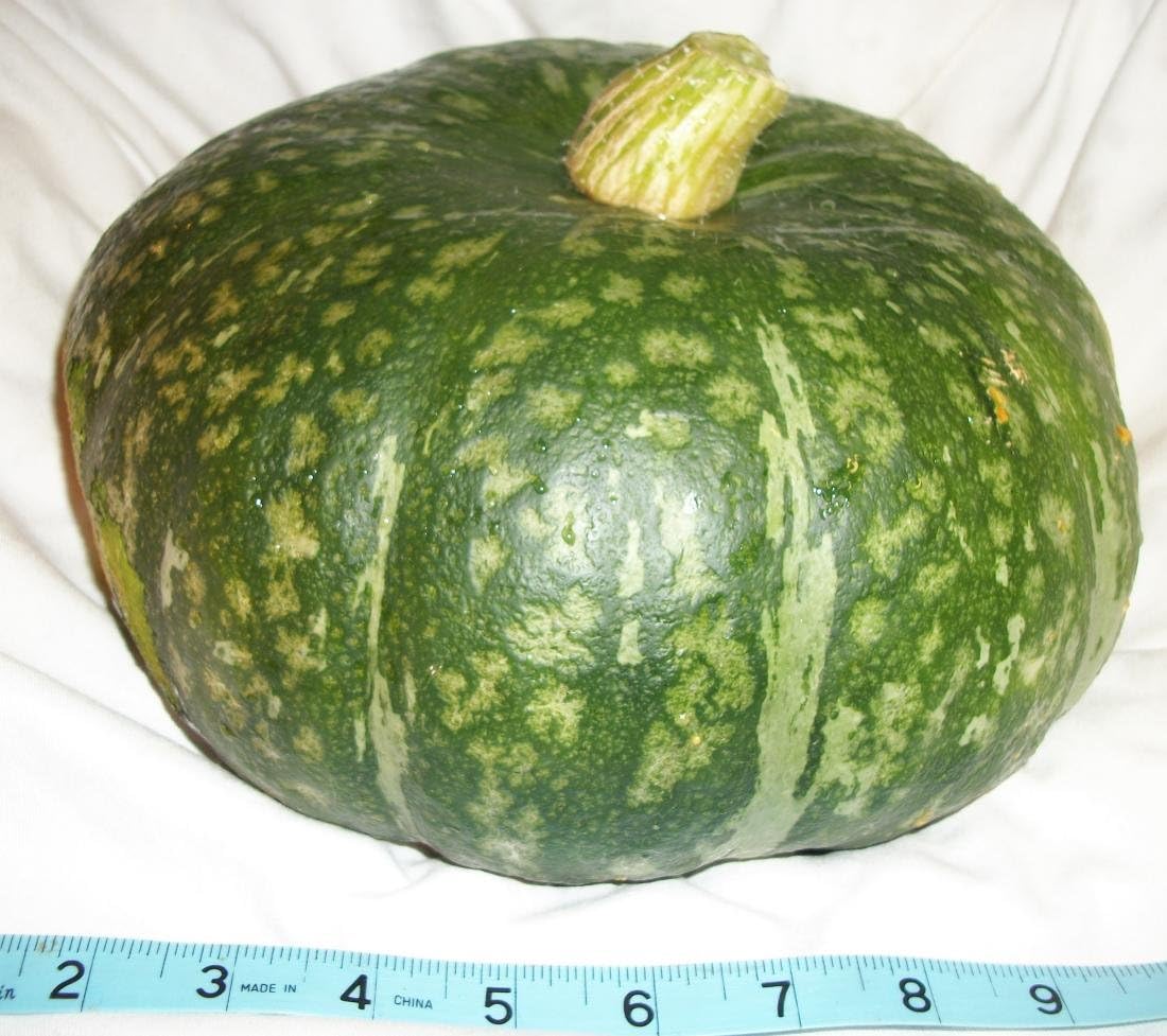 Kabocha Winter Squash - Cucurbita Maxima 20 Seeds (Organically Grown)