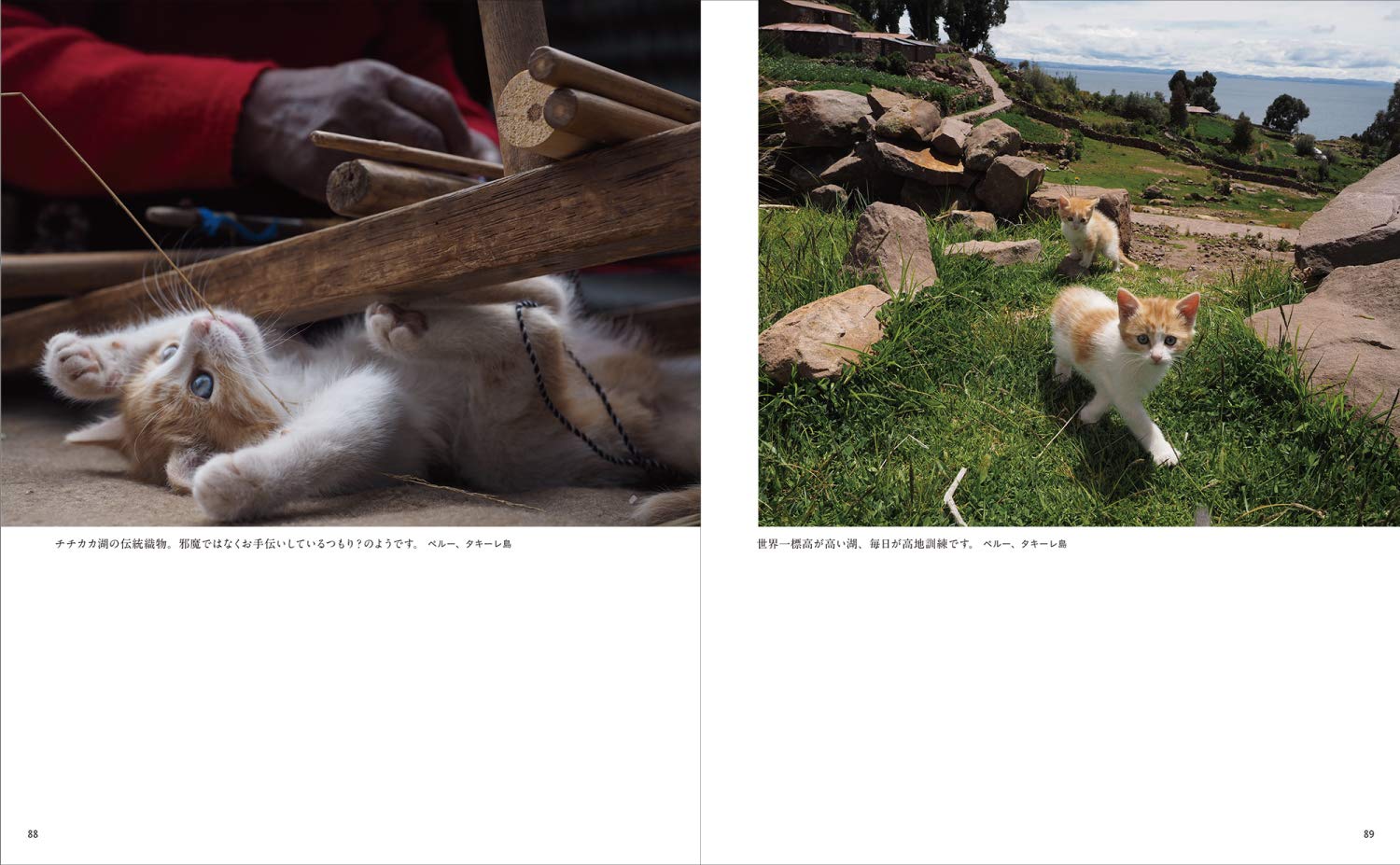 こねこ 岩合光昭 本 通販 Amazon