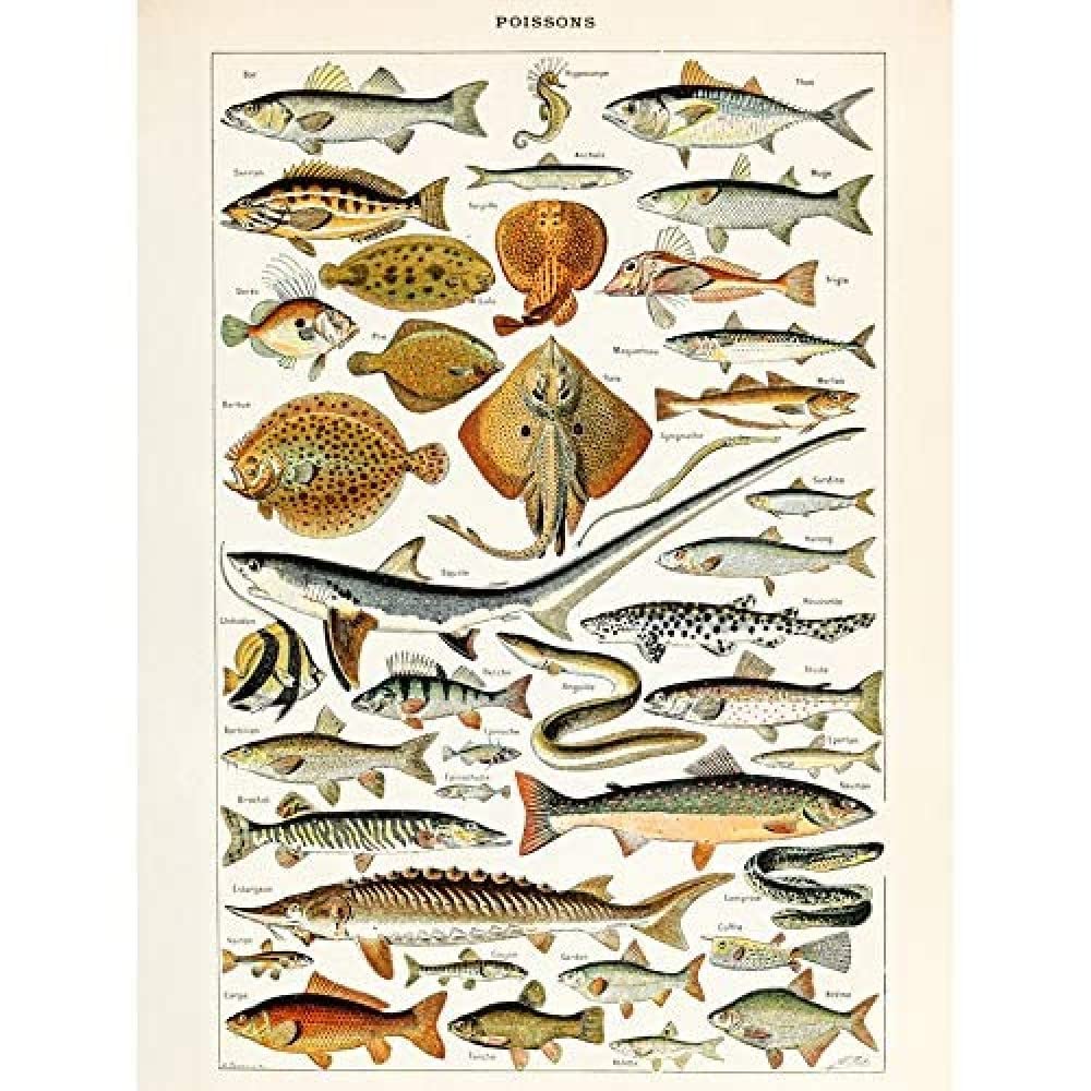 Artery8 Millot Encyclopedia Page Fish Shark Ray Art Print Canvas Premium Wall Decor Poster Mural