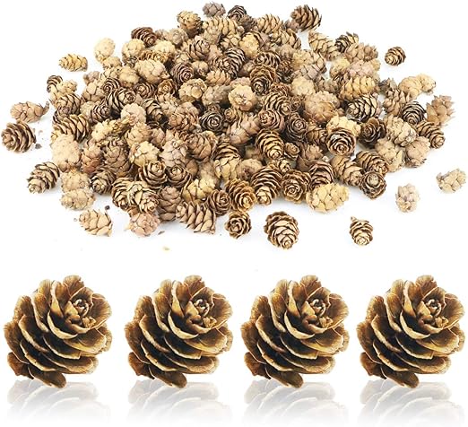 Download Amazon Com Hslife 200pcs Mini Natural Pine Cones For Thangksgiving Christmas Autumn Home Decorations Christmas Crafts And Gifts Home Kitchen PSD Mockup Templates