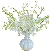 20 Stems White Orchids Fresh Cut Flowers Gift Birthday anniversary Valentine's Day Flowers Dendrobium