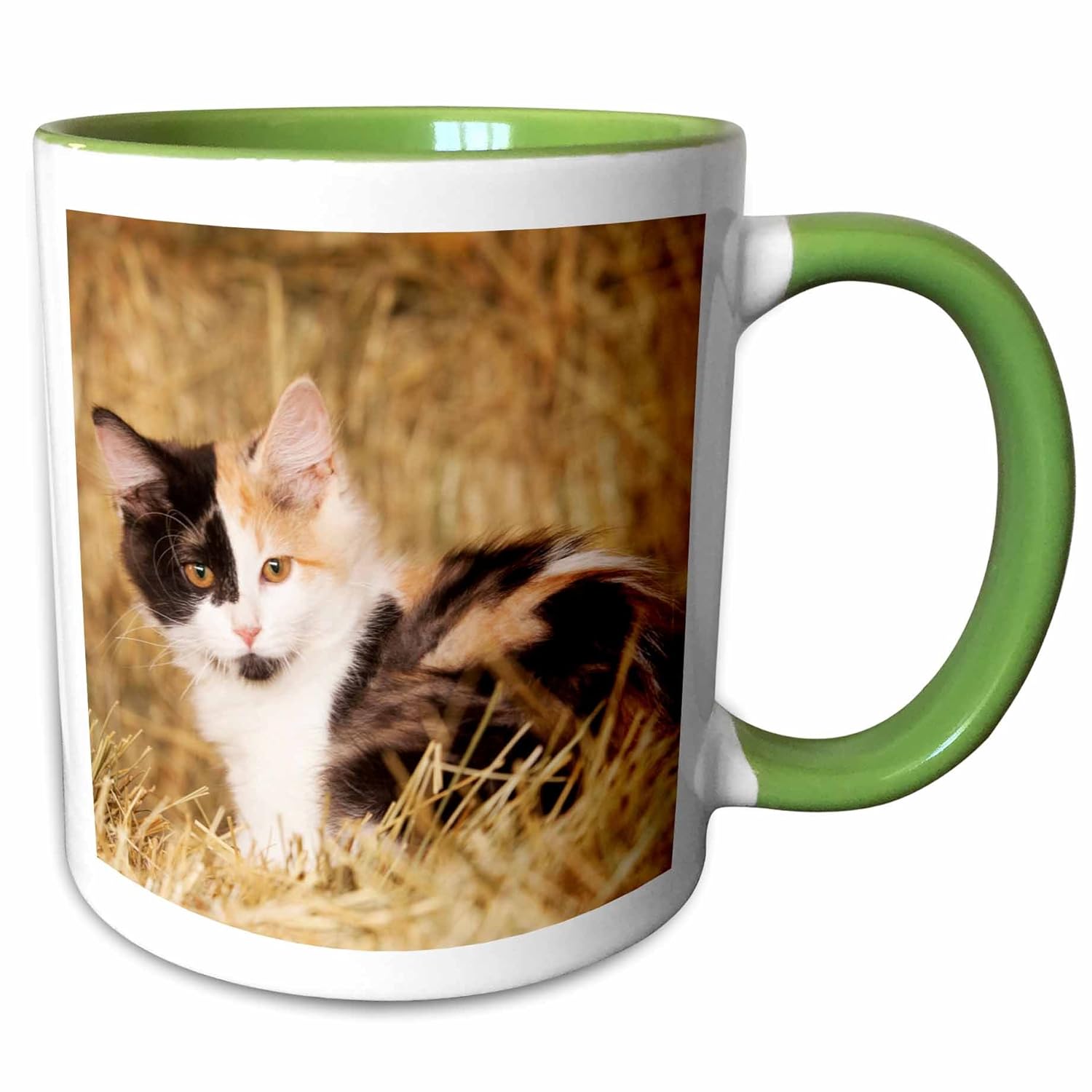 Buy 3drose Danita Delimont Cats Longhair Calico Kitten In