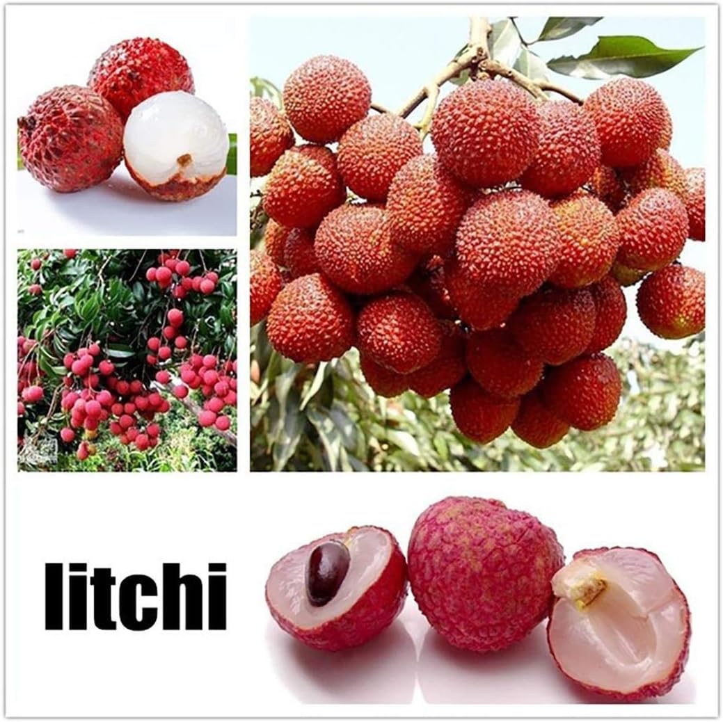 Lioder Perennial Fruit Seeds 17 Varieties Indoor/Outdoor Fruit Bonsai Organic for Home Garden Planting