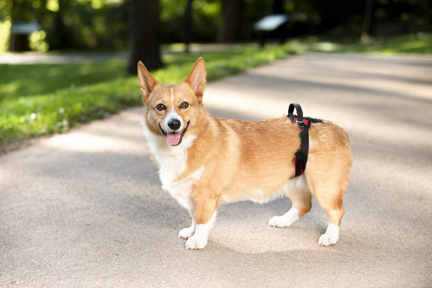 PetSafe CareLift Rear Support Harness, Lifting Aid with Handle, Great for Pet Mobility and Older Dogs, Comfortable - Image 4