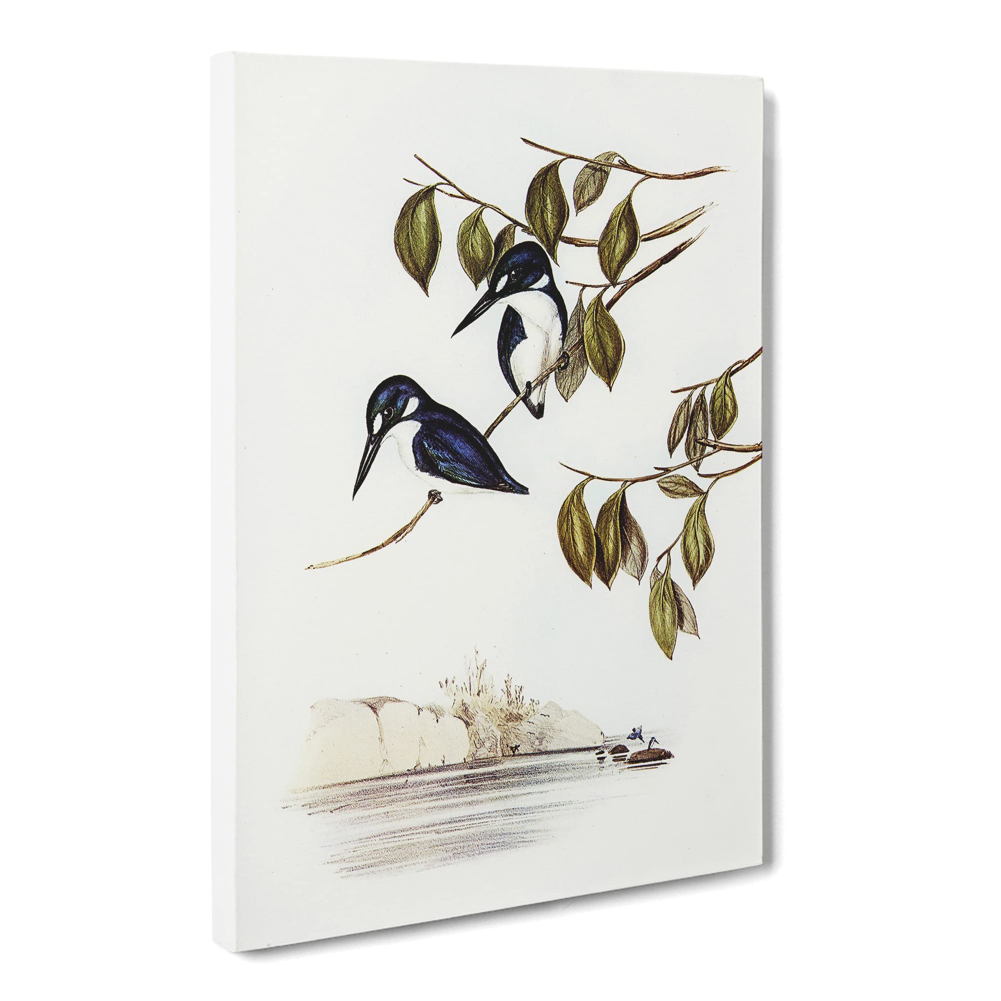 Little Kingfishers By Elizabeth Gould Canvas Print | Gallery Wrapped 30mm Frame Wall Art | 20x14 inches | Ready to Hang | Retro Animal Picture | Living Room Bedroom Lounge Office