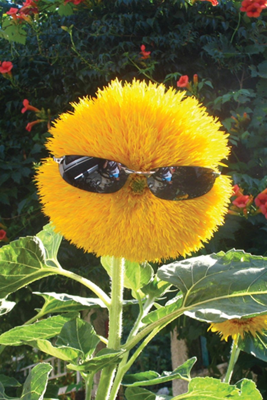 Password Keeper - Yellow Flower in Sunglasses
