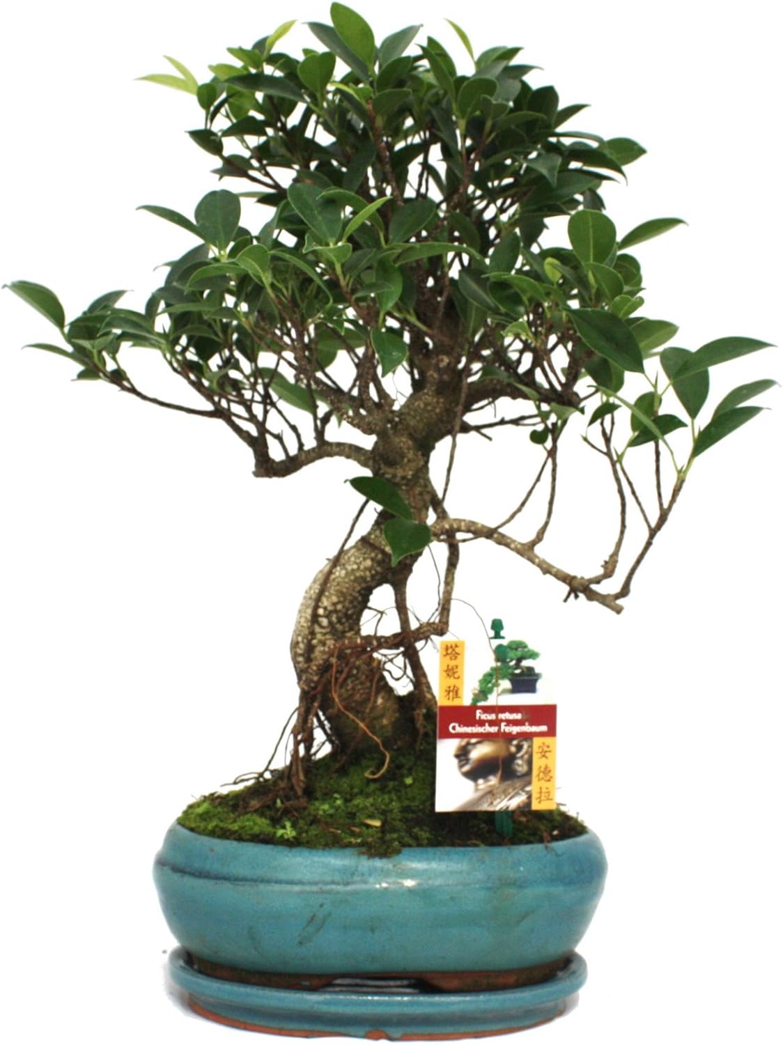Bonsai Chinese fig Tree Ficus retusa 8 Years Amazon.co.uk Garden